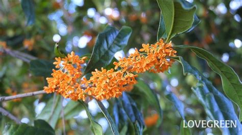 花木|花木とは？庭木におすすめの57種類を春夏秋冬の季節ごとに紹介。